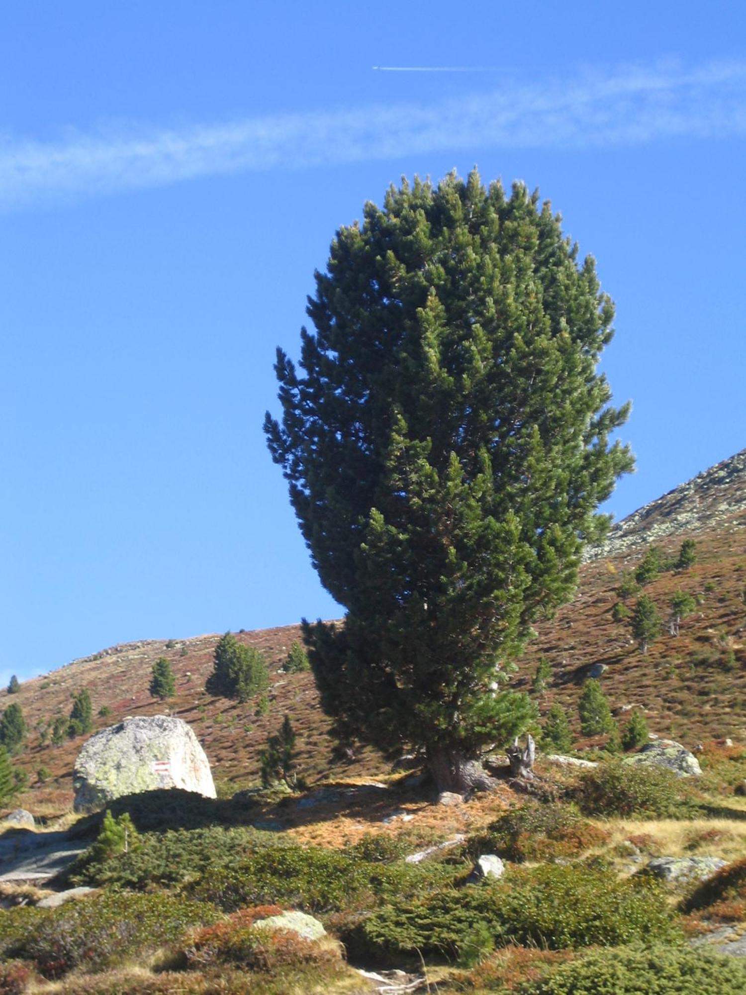 Wirtshaus Zum Wiesejaggl Kaunerberg Exteriör bild